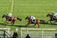 Description : 20/09/2013 - Maisons-Laffitte - Prix de Fromainville : Arrive